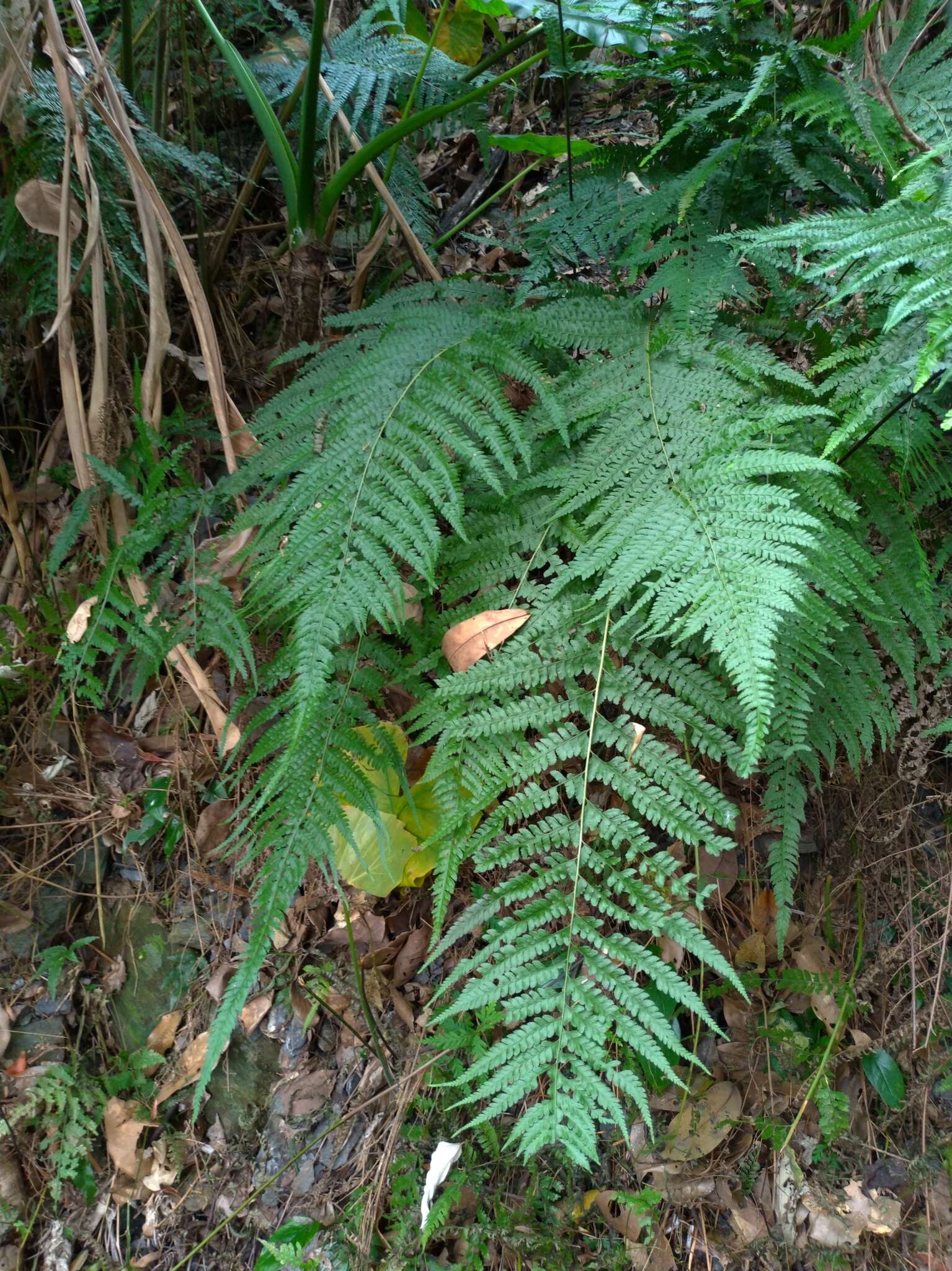 Plancia ëd Microlepia strigosa (Thunb.) C. Presl