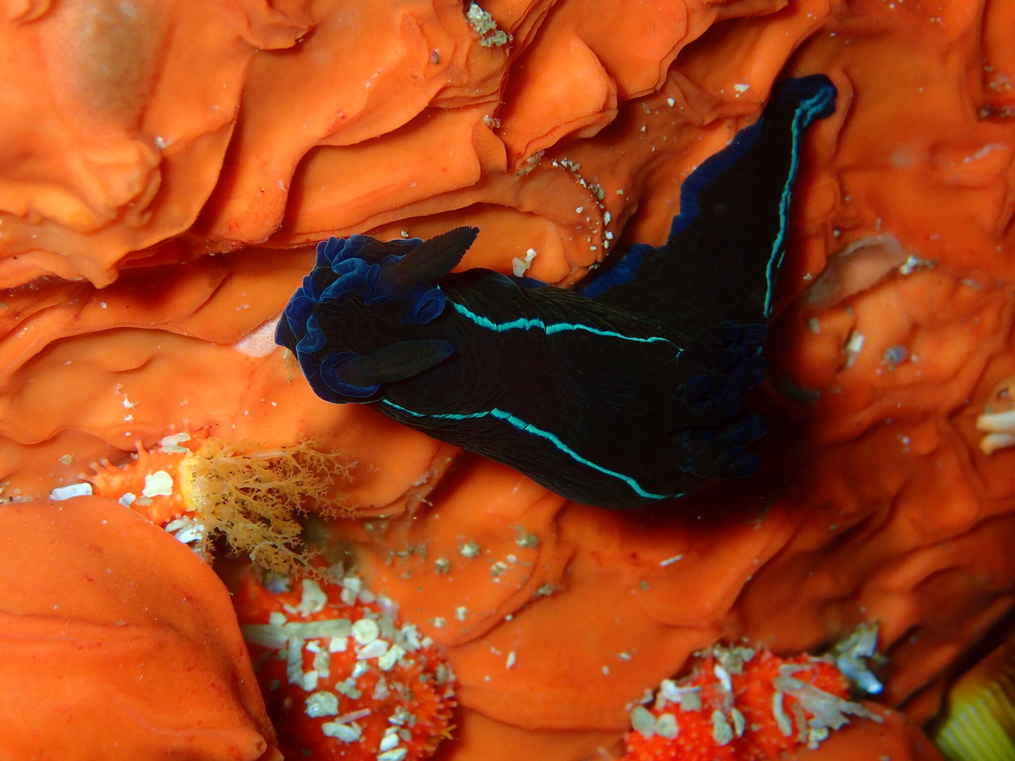 Image of Black nudibranch