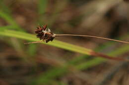 Image of Luzula capitata (Miq. ex Franch. & Sav.) Kom.