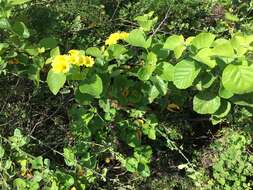 Image de Cordia lutea Lam.