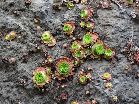 Image of Aeonium glandulosum (Ait.) Webb & Berth.