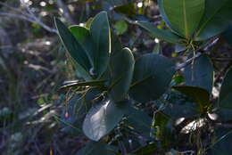 Image of Garcinia amplexicaulis Vieill. ex Pierre