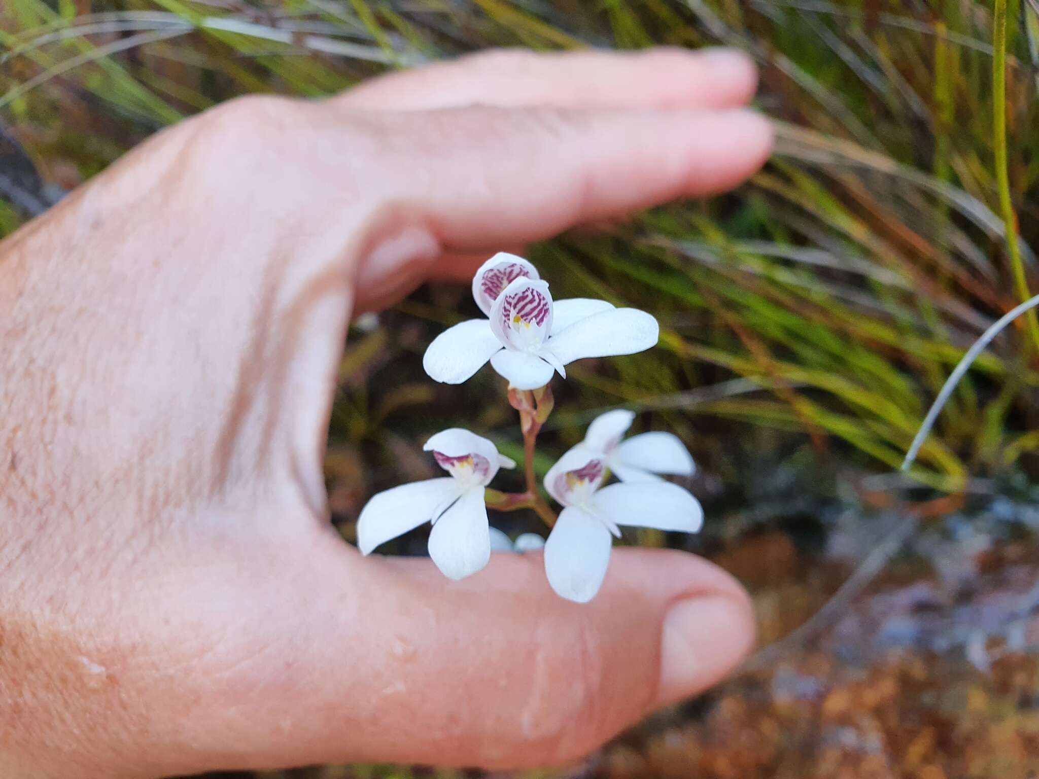 Imagem de Disa caulescens Lindl.