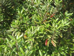 Image of Poison star apple