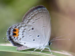 Image of Everes lacturnus rileyi