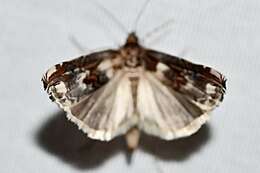 Image of Clouded veneer moth