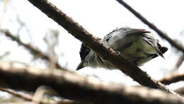 Image of Gray-collared Becard