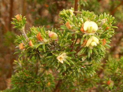 Imagem de Phyllota pleurandroides F. Muell.