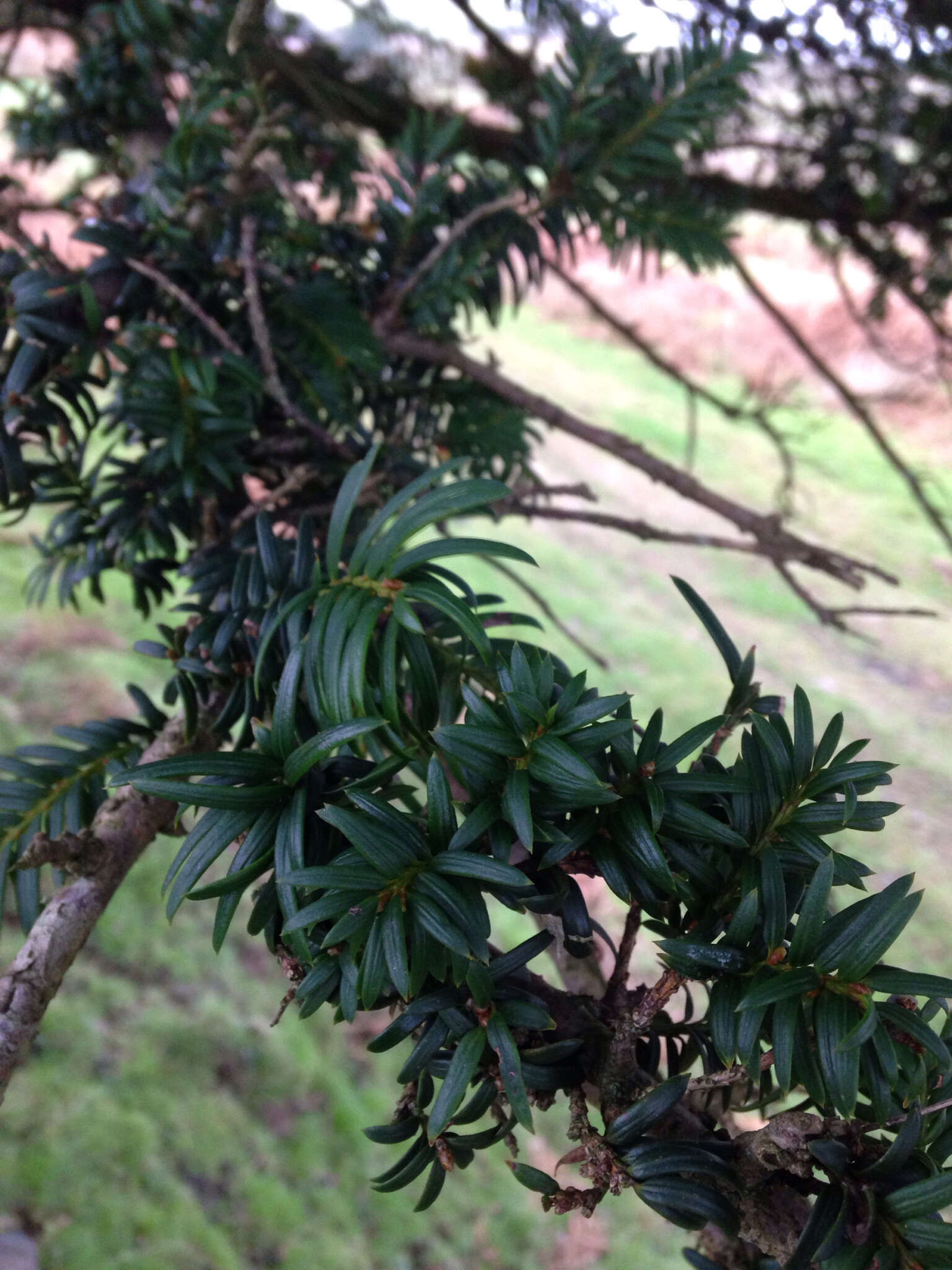 Image of English yew