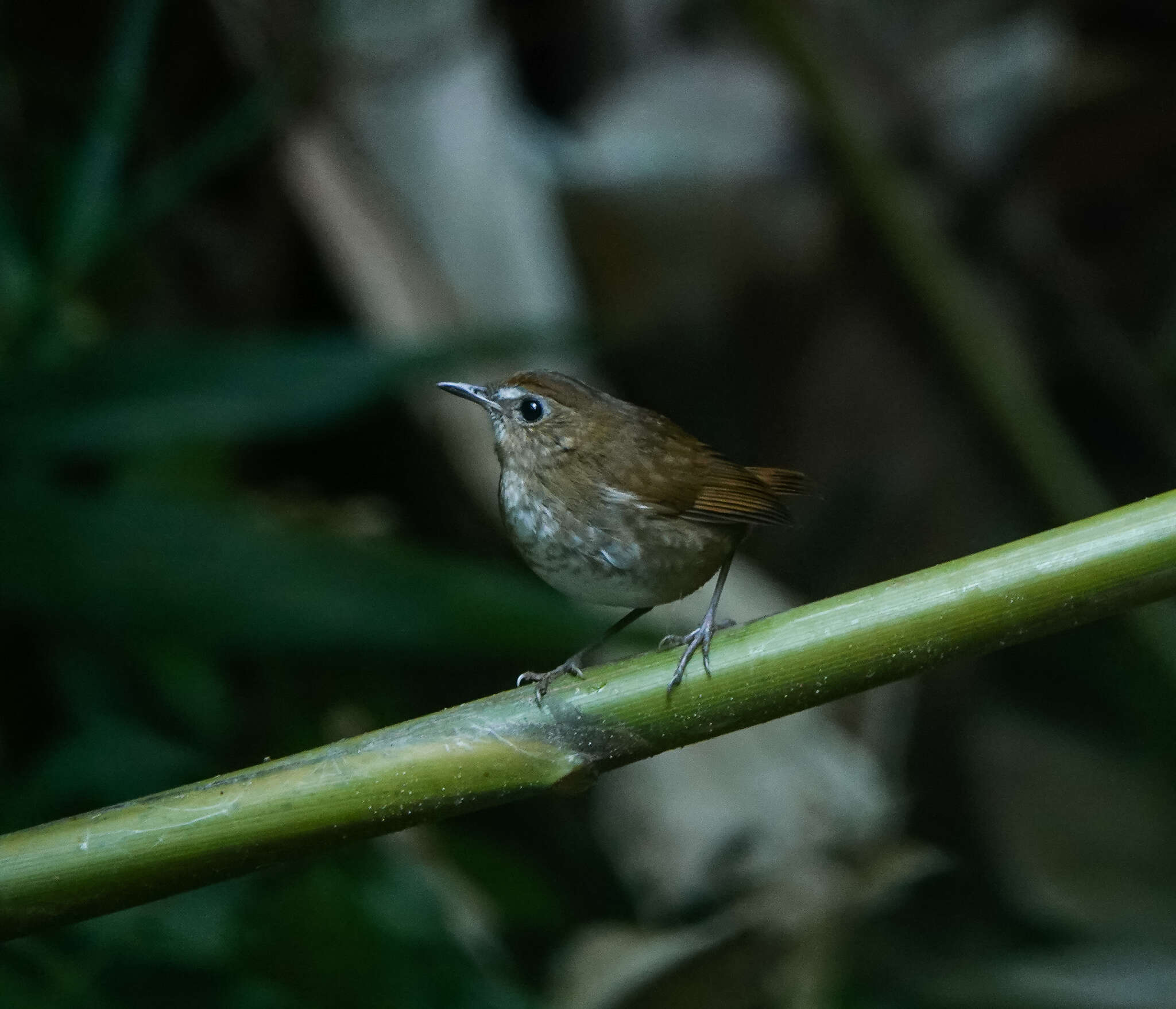 Plancia ëd Brachypteryx leucophris (Temminck 1828)