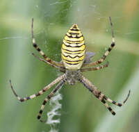 Imagem de Argiope bruennichi (Scopoli 1772)