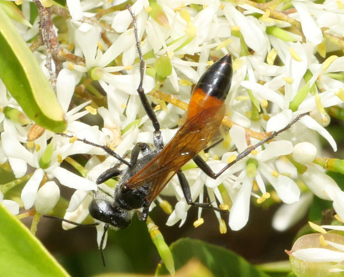 Image of Podalonia tydei suspiciosa (F. Smith 1856)