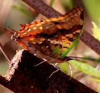 Image of Green-veined Charaxes