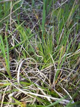 Imagem de Carex tonsa var. rugosperma (Mack.) Crins