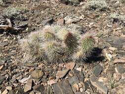 Image of grizzlybear pricklypear