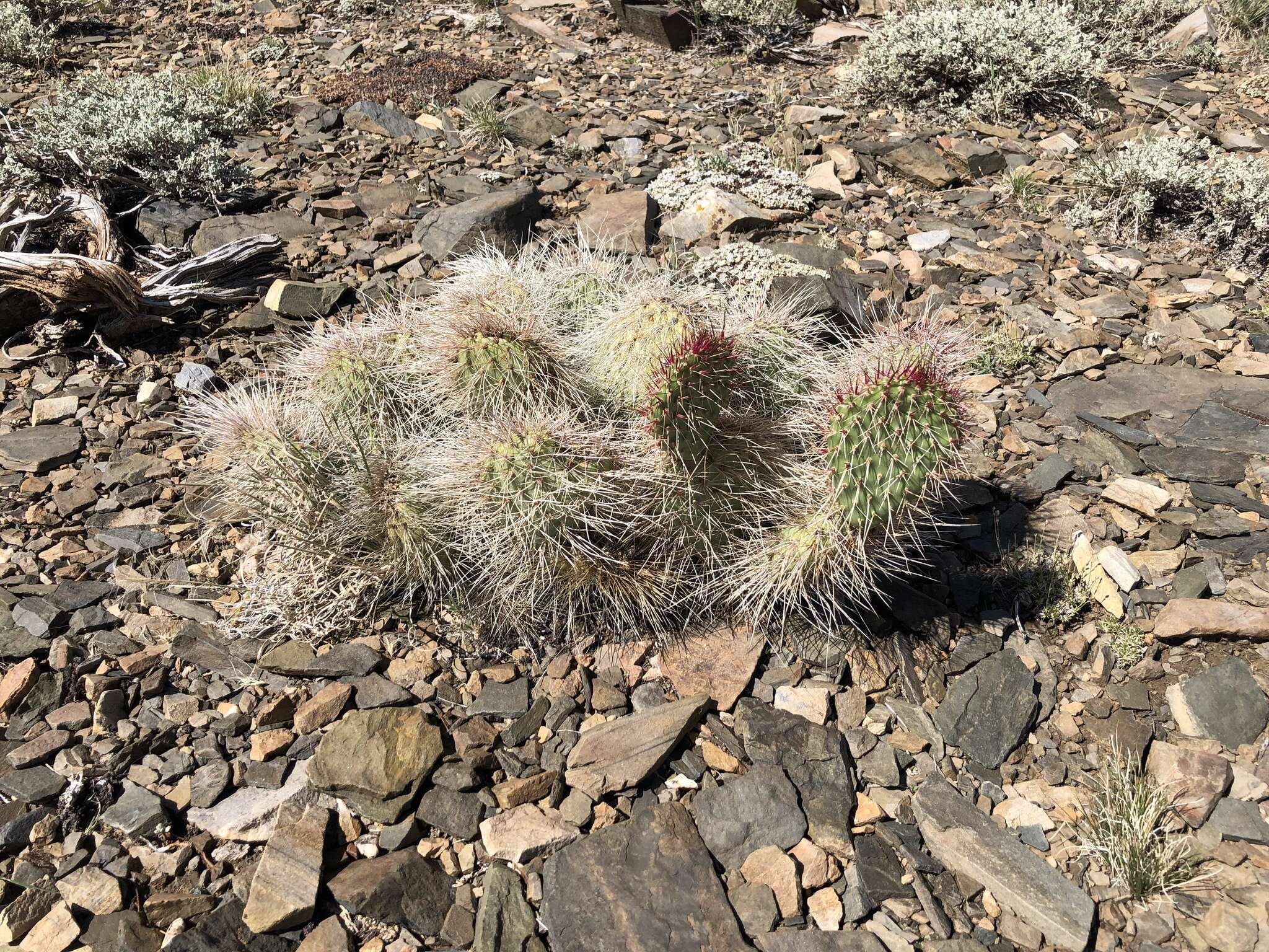 Opuntia polyacantha var. erinacea (Engelm. & J. M. Bigelow) B. D. Parfitt resmi