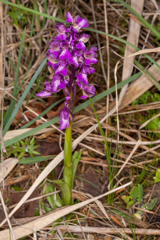 Image of Anacamptis morio subsp. morio