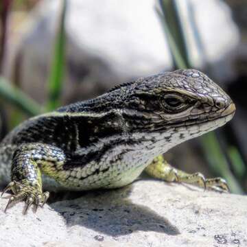 Image of Stenocercus lache Corredor 1983