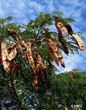 صورة Albizia bernieri Villiers