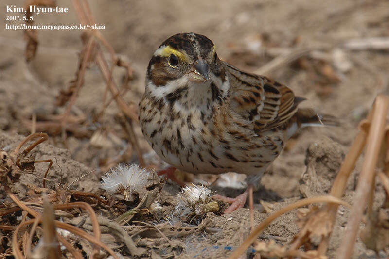 Image of Yellow-browed Bunting