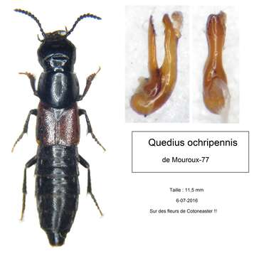 Image of Quedius (Microsaurus) ochripennis (Ménétriés 1832)