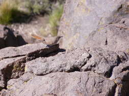 Image of Band-tailed Earthcreeper