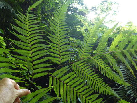 Image of Chain Fern Rhizome