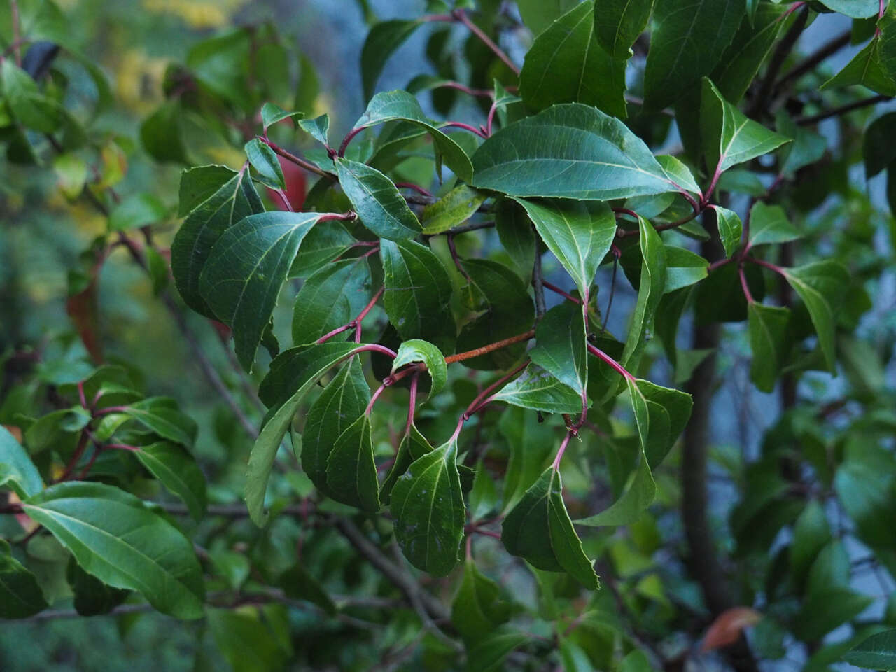 Image of Viburnum propinquum Hemsl.