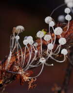 Sivun Mycena albidocapillaris Grgur. & T. W. May 1997 kuva