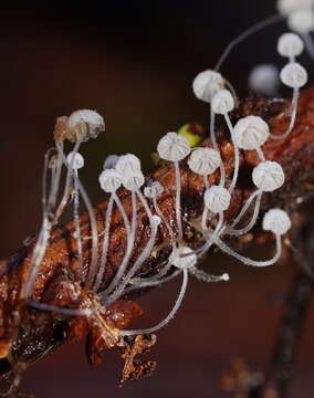 Image of Mycena albidocapillaris Grgur. & T. W. May 1997