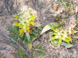 Image de Lachenalia orchioides subsp. orchioides