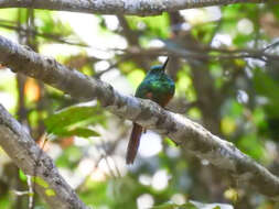 Image of Bluish-fronted Jacamar