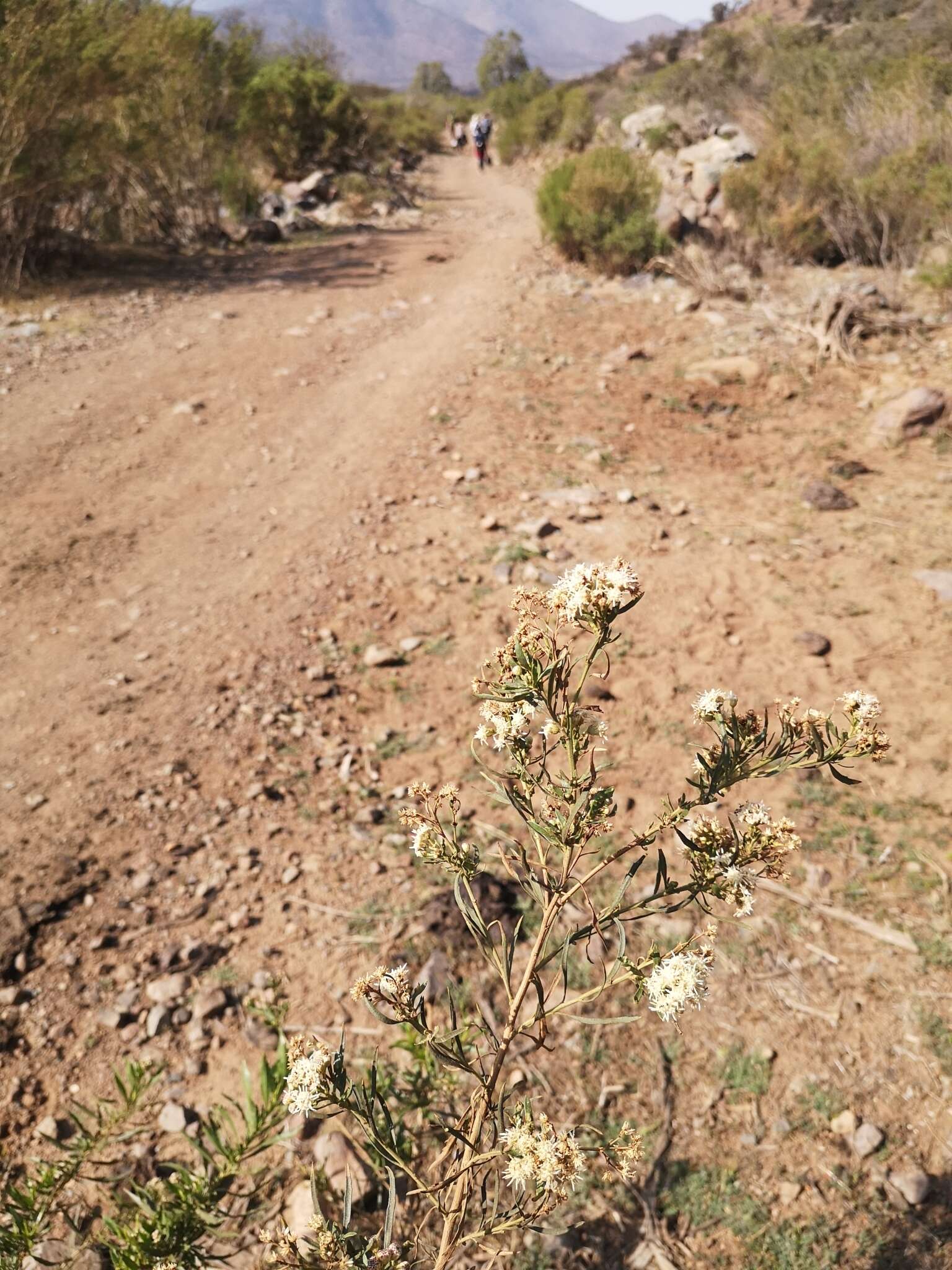 صورة Baccharis paniculata DC.