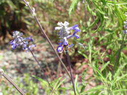 Imagem de Anthidium chilense Spinola 1851