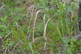 Image of Clinton's Leafless-Bulrush