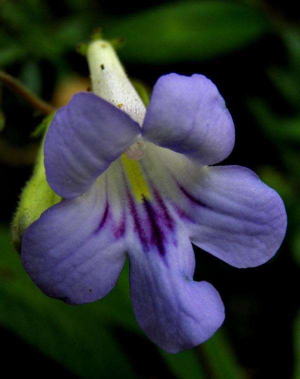 Plancia ëd Streptocarpus cyaneus subsp. cyaneus