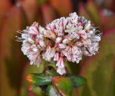 Image of seacliff buckwheat