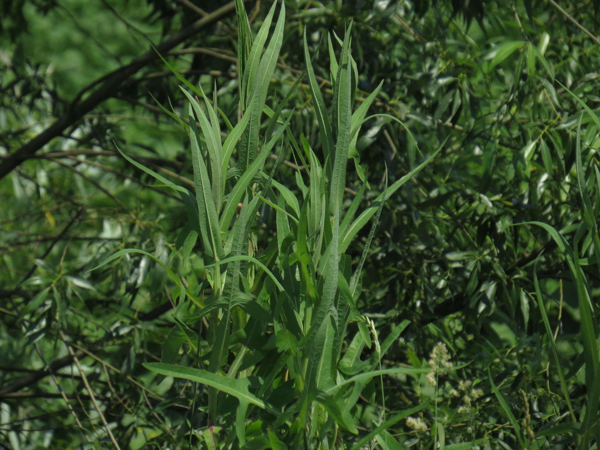 Image of marsh sow-thistle