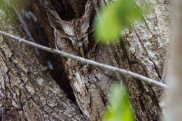 Image of Guatemalan Screech-owl