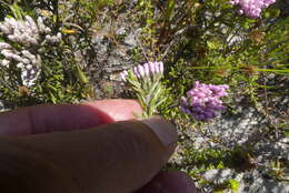 Image of Pink Blombush