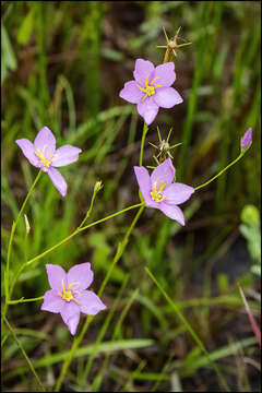 Image of largeflower rose gentian