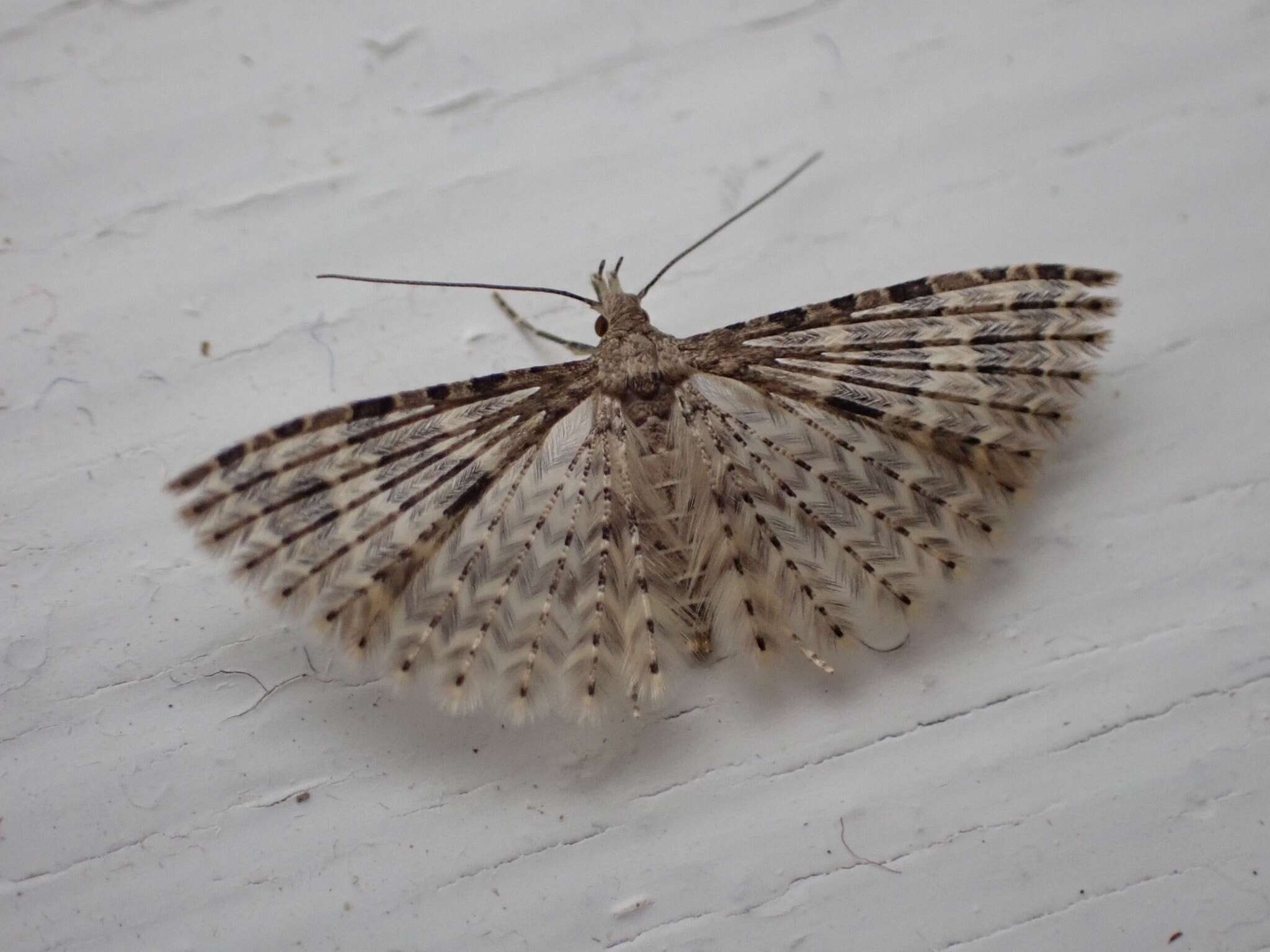 Image of twenty-plume moth