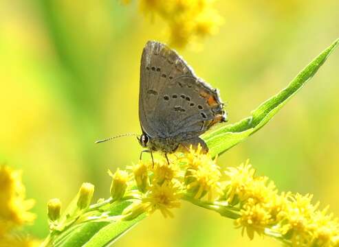 Image of California Hairstreak