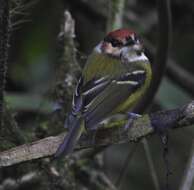 Image of Rufous-crowned Tody-Flycatcher