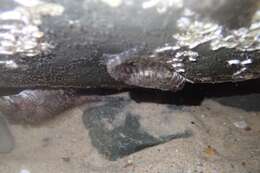 Image of Eastern Jumping Blenny