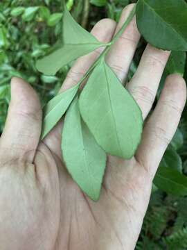 Image of Euonymus spraguei Hayata