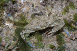 Image of Pacific blue swimming crab