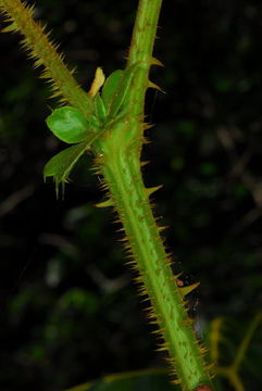 Image of Guilandina