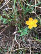 Image of grassy St. Johnswort