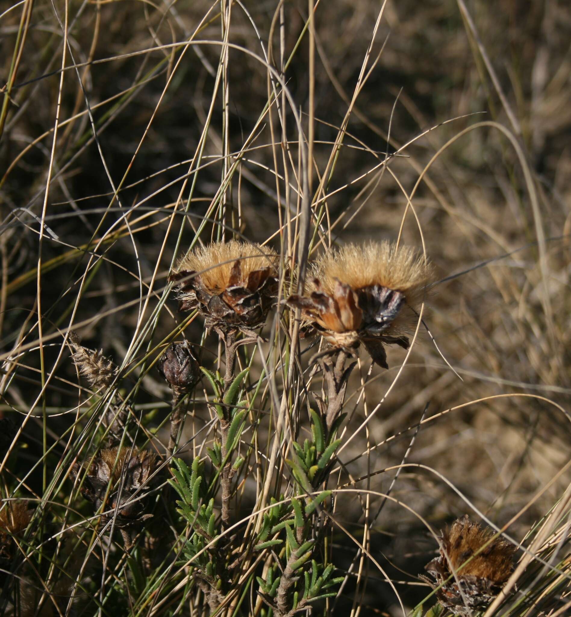 Sivun Pteronia elongata Thunb. kuva